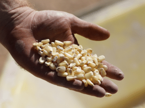 Grain to glass