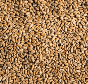 Soft Red Winter Wheat