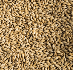 Malted Barley